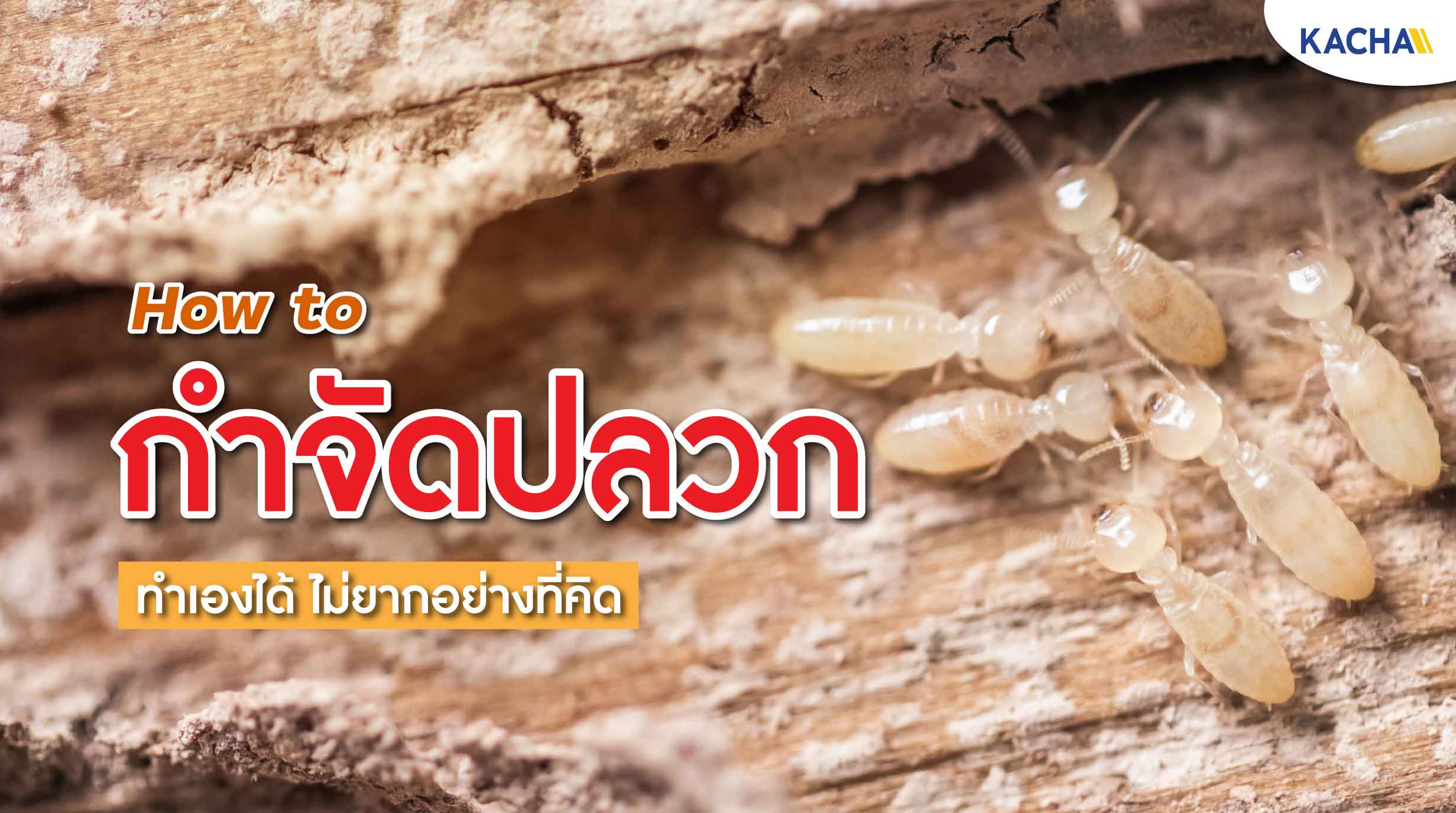 210915-Content-กำจัดปลวก-แบบง่ายๆไม่ทำลายบ้าน-และทรัพย์สินที่คุณรัก01 210915-Content-กำจัดปลวก-แบบง่ายๆไม่ทำลายบ้าน-และทรัพย์สินที่คุณรัก01