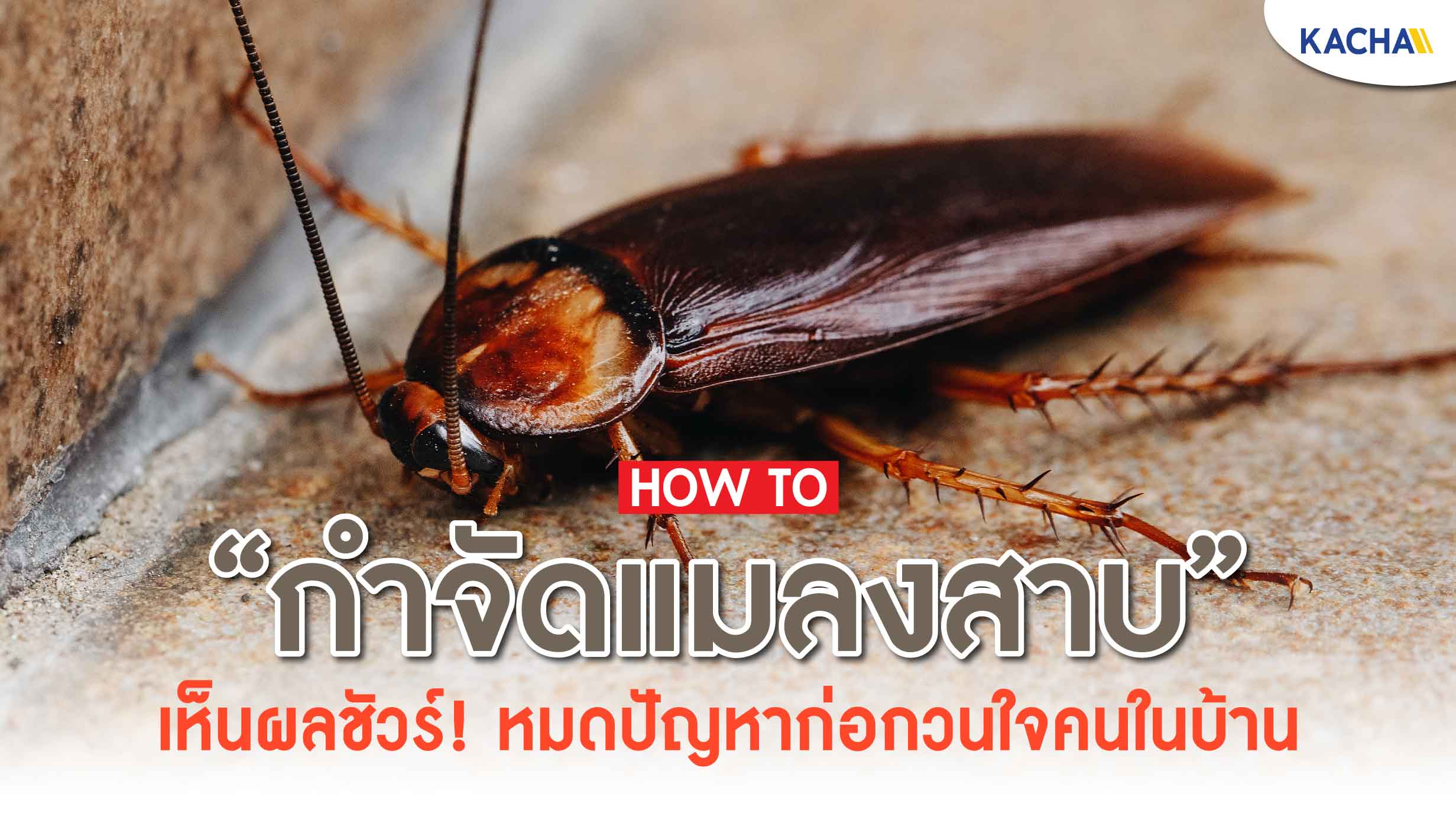 211104-Content-วิธีกําจัดแมลงสาบ-สำหรับบ้าน-อาคาร-ที่อยู่อาศัยไม่ให้มากวนใจ01 211104-Content-วิธีกําจัดแมลงสาบ-สำหรับบ้าน-อาคาร-ที่อยู่อาศัยไม่ให้มากวนใจ01