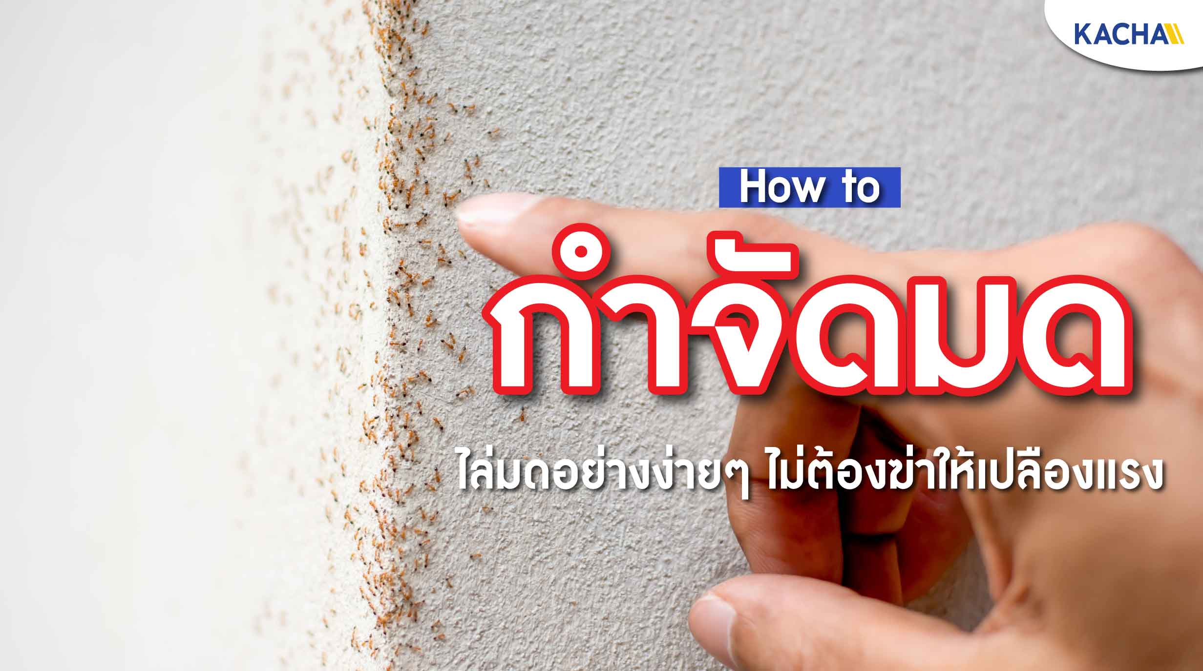 211124-Content-วิธีกําจัดมด-ให้อยู่หมัดอย่างถาวรทำได้อย่างไร01